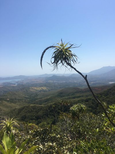 Dracophyllum verticillatum, photographed by Ryan McMinds