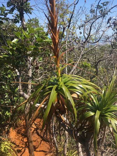 Dracophyllum verticillatum, photographed by Ryan McMinds