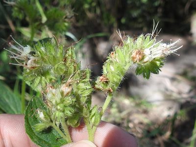 Phacelia heterophylla, photographed by Sam Kieschnick