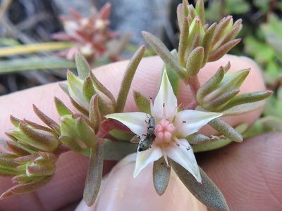 Sedum stelliforme, photographed by Sam Kieschnick