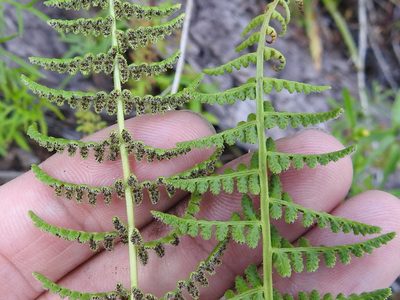Woodsia phillipsii, photographed by Sam Kieschnick