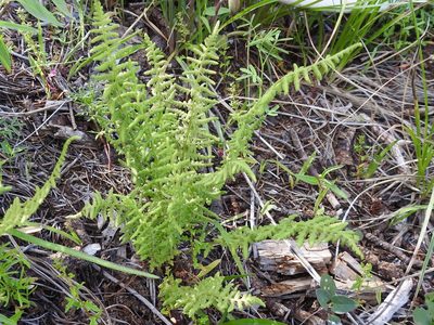 Woodsia phillipsii, photographed by Sam Kieschnick