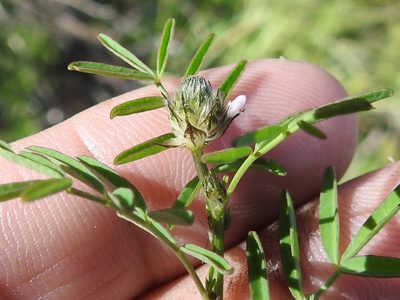 Dalea polygonoides, photographed by Sam Kieschnick
