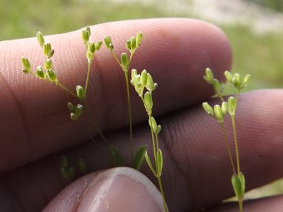 Drymaria leptophylla, photographed by Sam Kieschnick