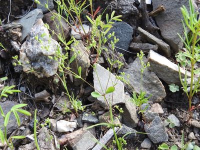 Drymaria leptophylla, photographed by Sam Kieschnick