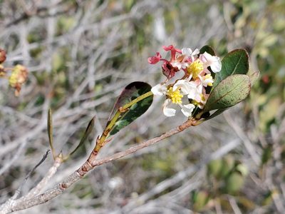 Byrsonima lucida, photographed by Tom Field