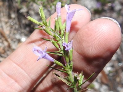 Hedeoma hyssopifolia, photographed by Sam Kieschnick