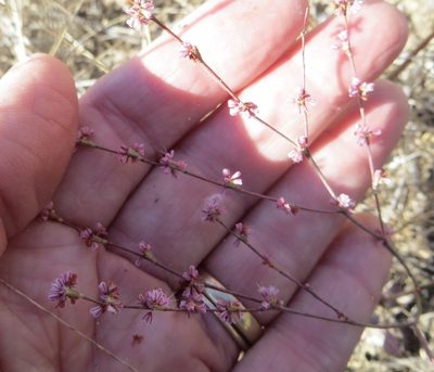Eriogonum vimineum, photographed by Barbara Banfield