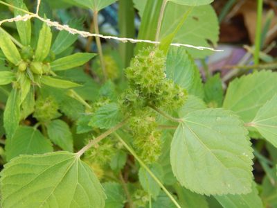 Acalypha poiretii, photographed by Breno Figueiredo