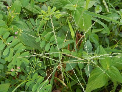 Digitaria bicornis, photographed by Breno Figueiredo