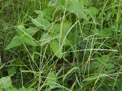 Digitaria bicornis, photographed by Breno Figueiredo