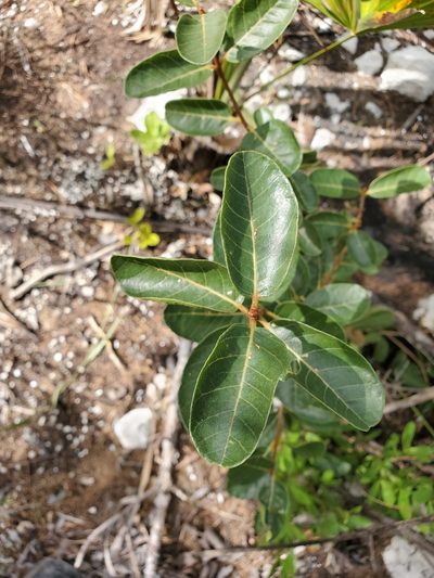 Pisonia rotundata, photographed by Tom Field