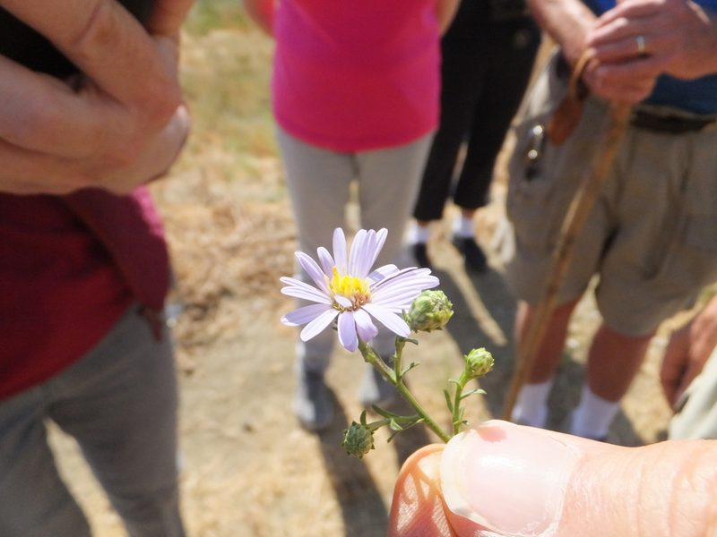 Symphyotrichum lentum, photographed by joergmlpts