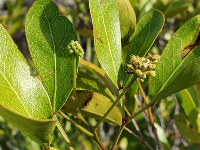 Pithecellobium keyense, photographed by Tom Field