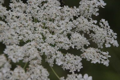 Silphiodaucus prutenicus, photographed by Maxim Shashkov