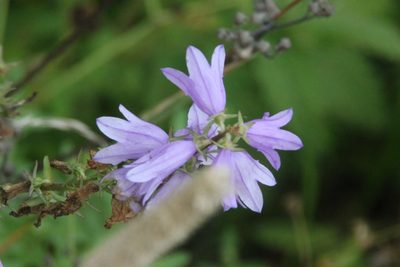 Campanula bononiensis, photographed by Maxim Shashkov