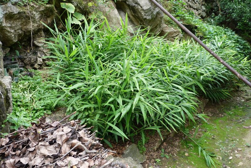 Zingiber officinale, photographed by Colin Meurk