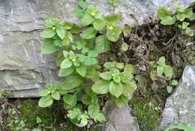 Lindenbergia muraria, photographed by Colin Meurk