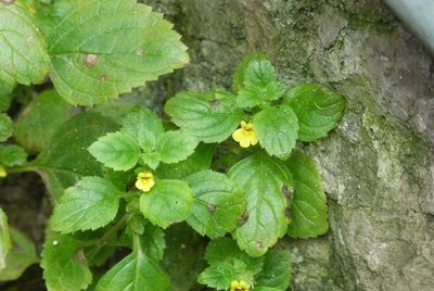 Lindenbergia muraria, photographed by Colin Meurk