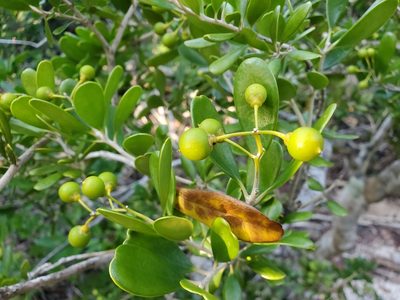 Jacquinia keyensis, photographed by Tom Field