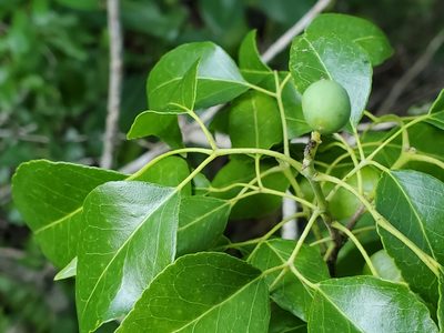 Amyris elemifera, photographed by Tom Field