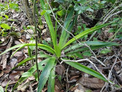Agave decipiens, photographed by Tom Field