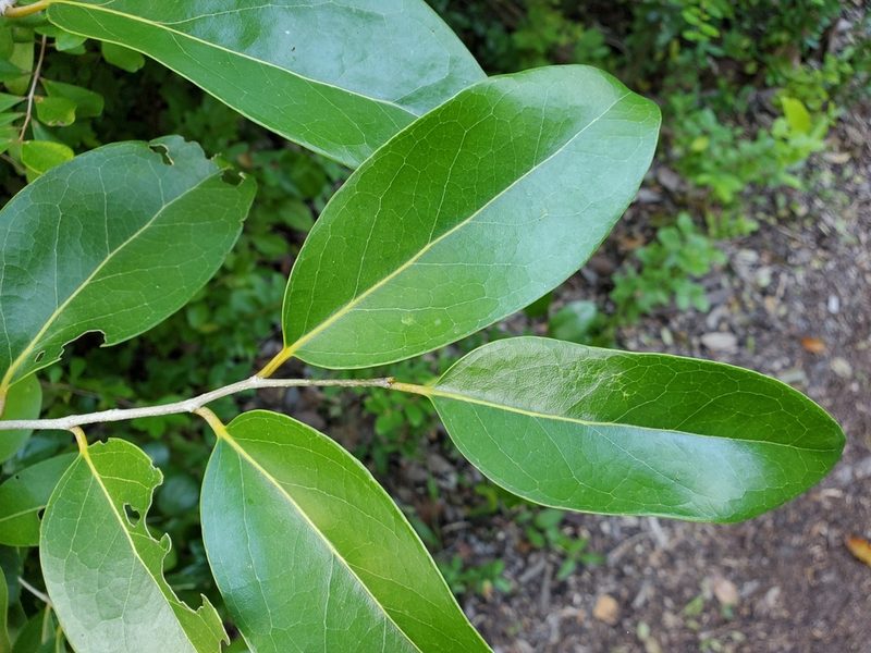 Drypetes diversifolia, photographed by Tom Field