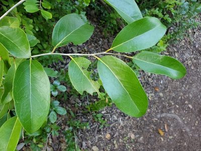 Drypetes diversifolia, photographed by Tom Field