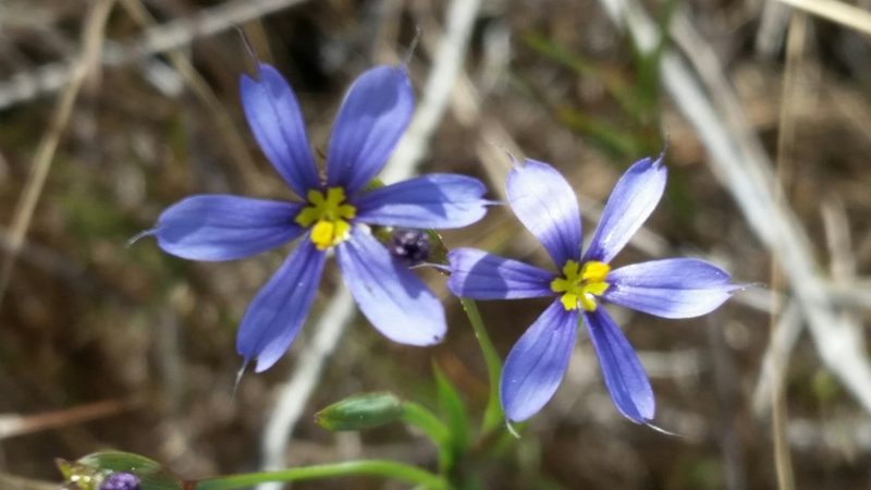 Sisyrinchium miamiense, photographed by Jay Horn