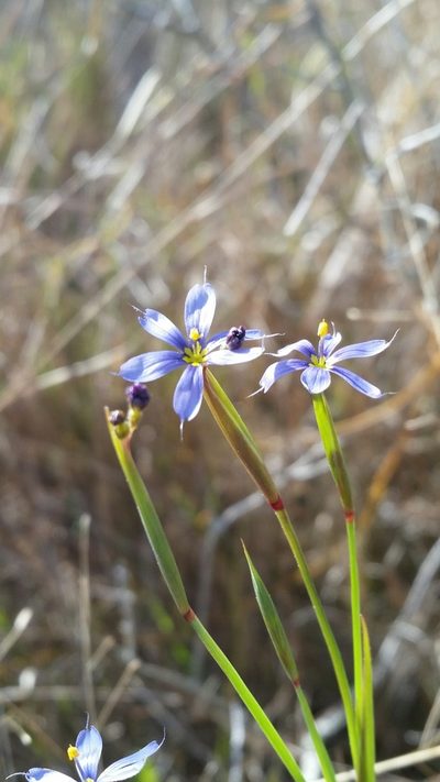 Sisyrinchium miamiense, photographed by Jay Horn