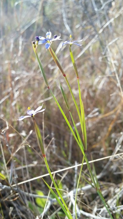 Sisyrinchium miamiense, photographed by Jay Horn