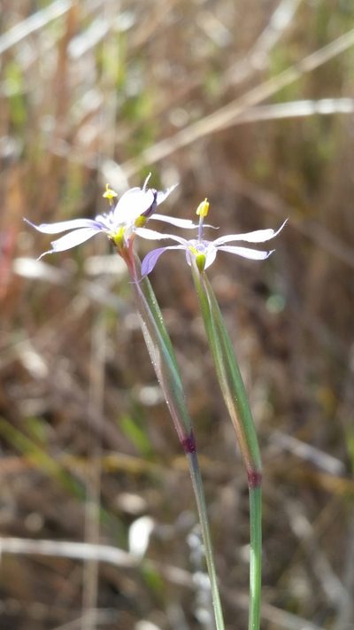 Sisyrinchium miamiense, photographed by Jay Horn