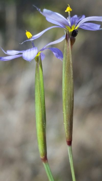 Sisyrinchium miamiense, photographed by Jay Horn