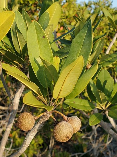 Manilkara jaimiqui, photographed by Tom Field