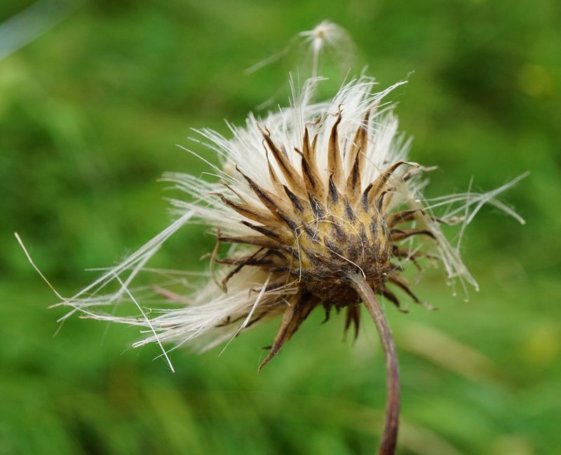 Cirsium pannonicum, photographed by Patrick Hacker