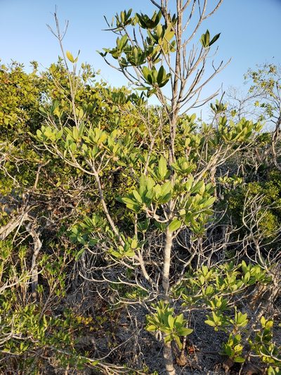Manilkara jaimiqui, photographed by Tom Field