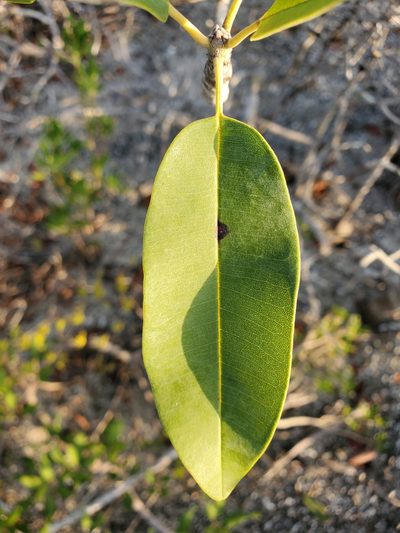 Manilkara jaimiqui, photographed by Tom Field