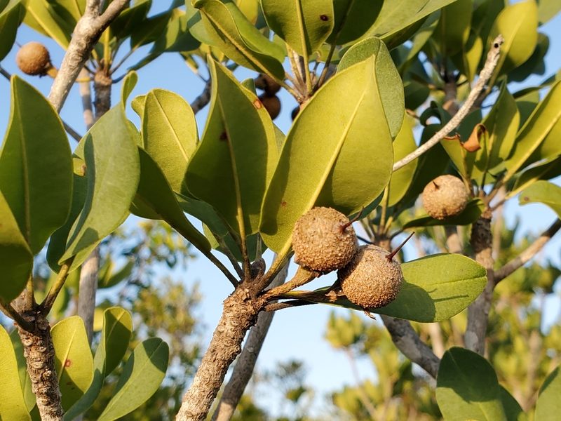Manilkara jaimiqui, photographed by Tom Field