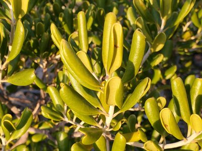 Jacquinia keyensis, photographed by Tom Field