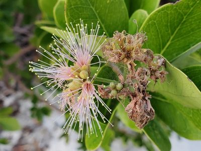 Pithecellobium keyense, photographed by Tom Field