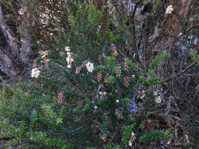 Trochocarpa thymifolia, photographed by Cowirrie