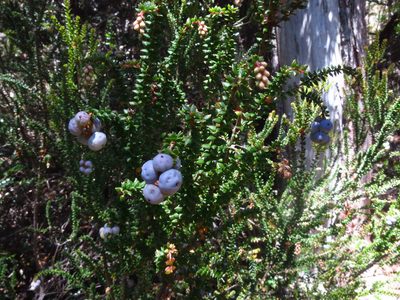 Trochocarpa thymifolia, photographed by Cowirrie
