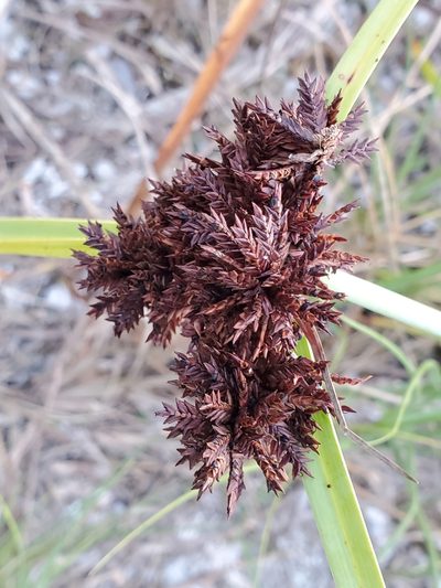 Cyperus planifolius, photographed by Tom Field