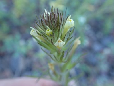 Castilleja tenuis, photographed by Lindsey K. Wise
