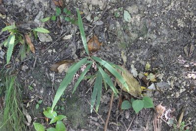 Nestegis cunninghamii, photographed by Joe Dillon
