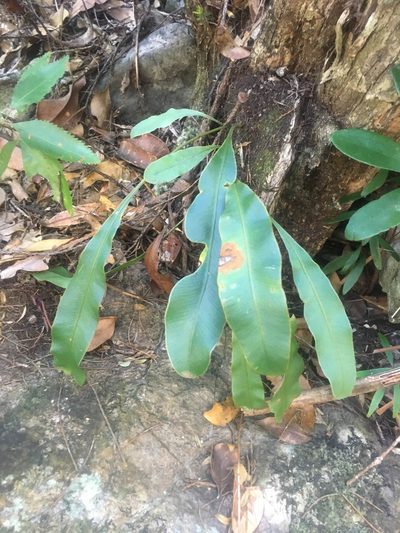 Elaphoglossum vieillardii, photographed by Ryan McMinds