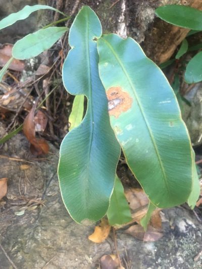 Elaphoglossum vieillardii, photographed by Ryan McMinds
