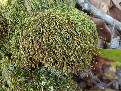 Pseudisothecium cristatum, photographed by Randal