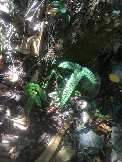 Lindsaea nervosa, photographed by Ryan McMinds
