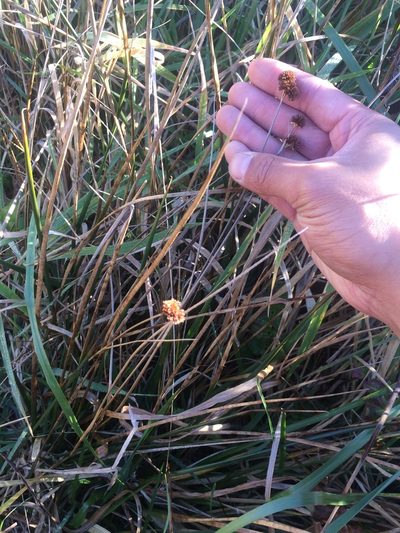 Juncus bolanderi, photographed by Marcus Tamura